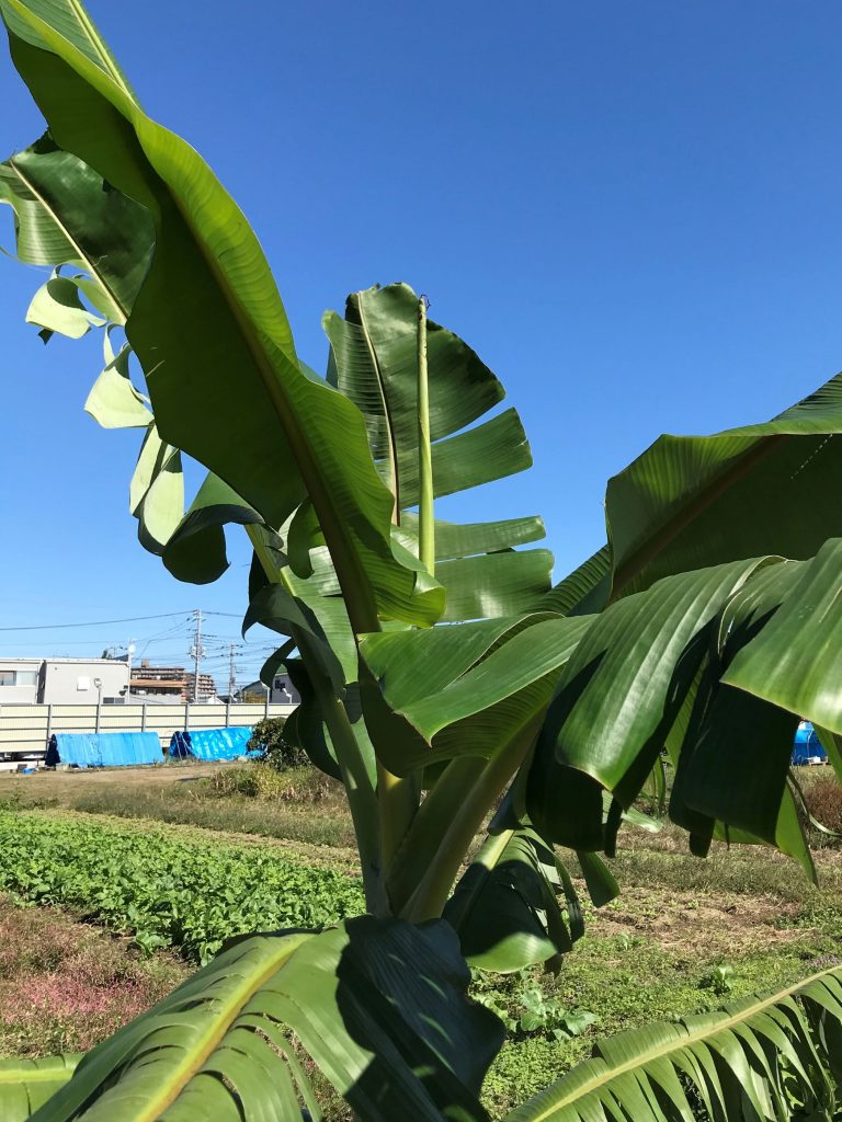 しょくぶつの森,東京でバナナを育てています,バナナ,家庭菜園 | しょくぶつの森