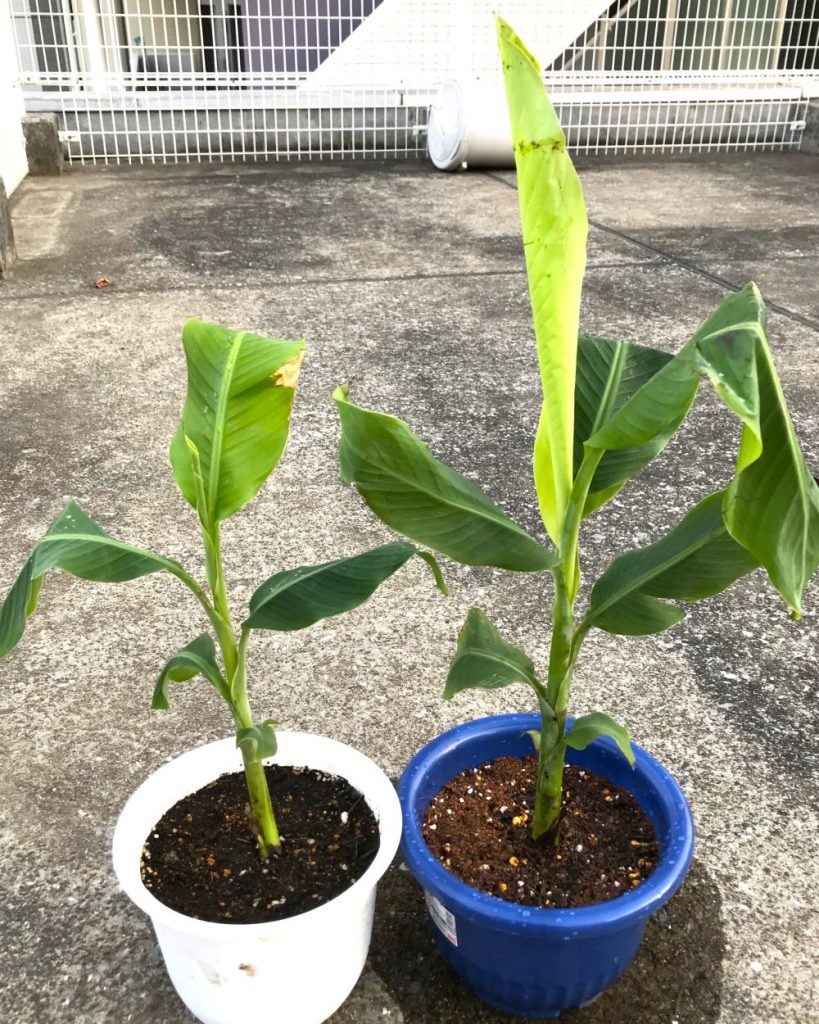 しょくぶつの森,東京でバナナを育てています,バナナ,家庭菜園 | しょくぶつの森